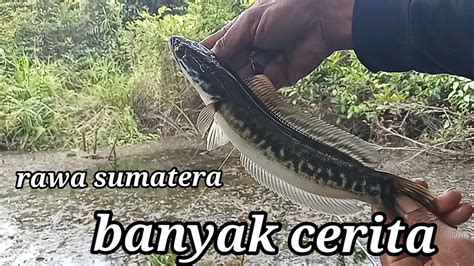 Ngeri Mancing Di Spot Pedalaman Sumatera Ks1goleklawuh YouTube