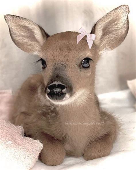 Pin By ༺♱•anna•♱༻ On ♡°pink Stargirll°♡ Cute Little Animals Pretty