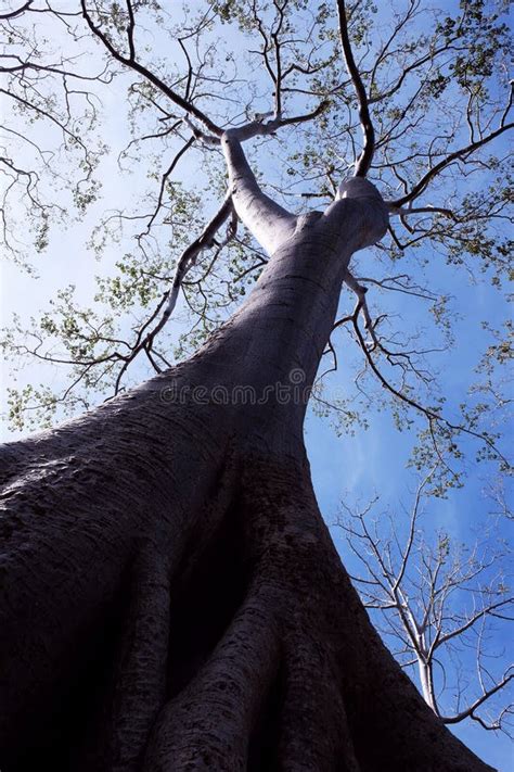 El Tronco De Un Rbol Blanco Enorme En El Fondo De Un Cielo Claro Rbol