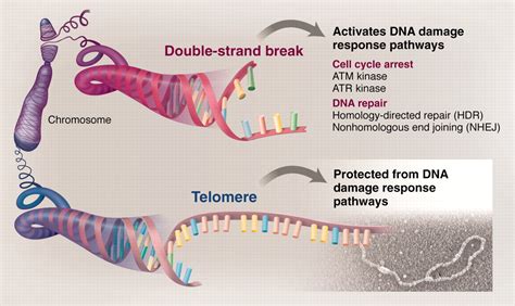 How Telomeres Solve The End Protection Problem Science