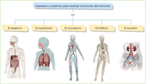 Sistemas Del Cuerpo Humano Para Niños 80 Imágenes E Información