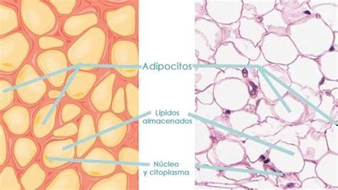 El Tejido Adiposo En Los Problemas De Obesidad Y Sobrepeso