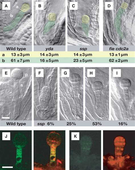 Paternal Control Of Embryonic Patterning In Arabidopsis Thaliana Science