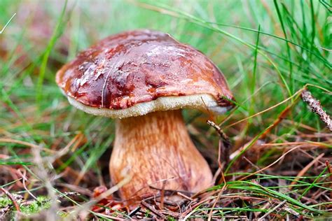 Boletus-Boletus Imleria Badia - Free photo on Pixabay - Pixabay