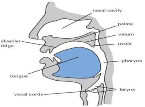 Place of Articulation | Download Scientific Diagram