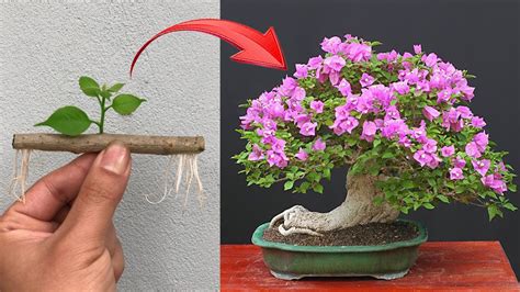 Magical Way To Propagate Bougainvillea By Cuttings Planting Ideas