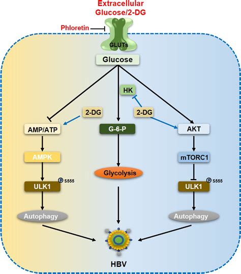 Akt Ampk Pathway