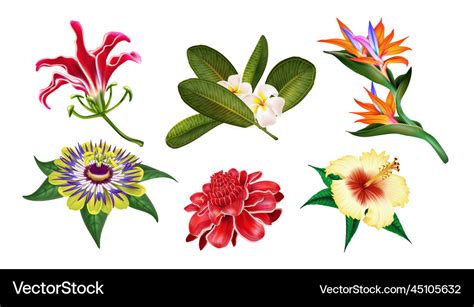 Exotic jungle flowers hawaiian plants bali Vector Image