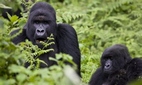 Facts About Mountain Gorillas Gorilla Trekking Tours Uganda Safaris