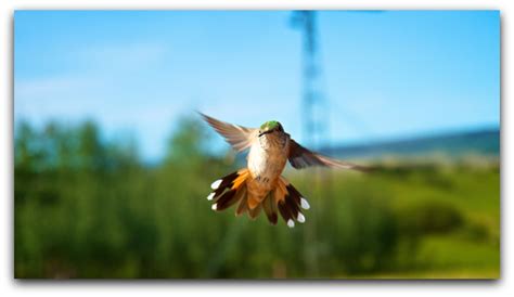 Hummingbird Migration - Do They Truly Ride Geese?