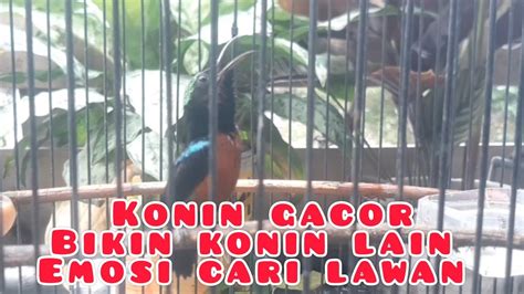 PANCINGAN KOLIBRI NINJA GACOR CARI LAWAN BUAT KOLIBRI LAIN EMOSI