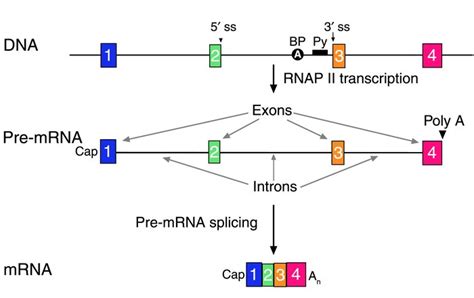 JCI Messenger RNA Reprogramming By Spliceosome Mediated RNA Trans