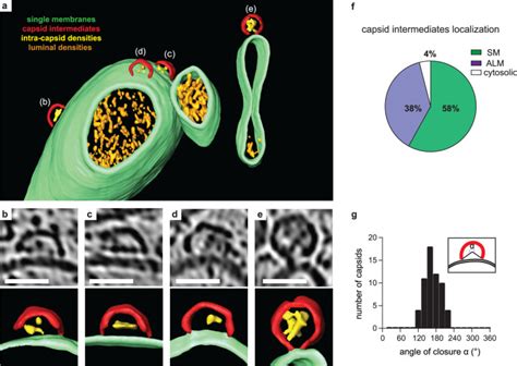 Membrane Assisted Assembly And Selective Secretory Autophagy Of