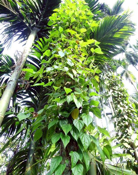 Betel Leaves Growing on TheÂ Betel Nut Tree Stock Image - Image of ...