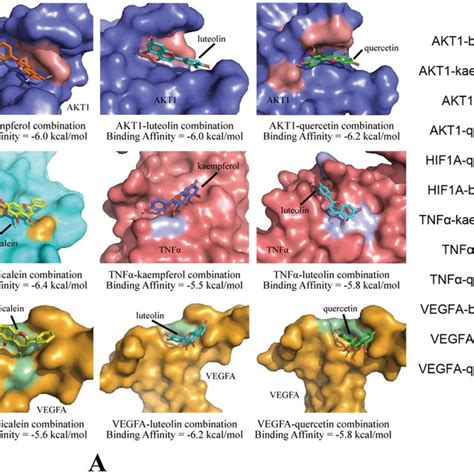 Molecular Docking Results A Docking Patterns Of Key Targets Akt1