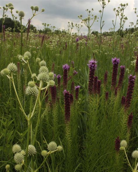 Cuivre River State Park Missouri Invasive Plant Council