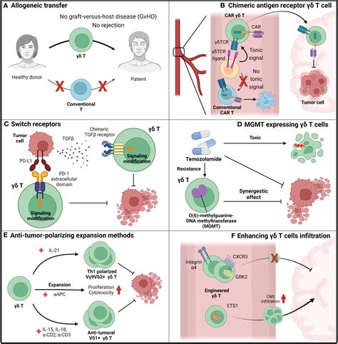 Frontiers γδ T cells as a potential therapeutic agent for glioblastoma