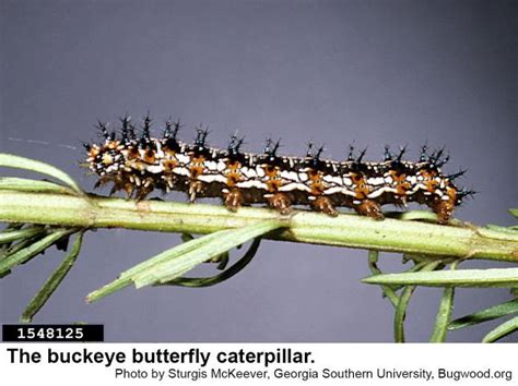 Buckeye Butterfly | NC State Extension Publications