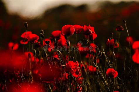 Beautiful Field Of Red Poppies In The Sunset Light Stock Image Image