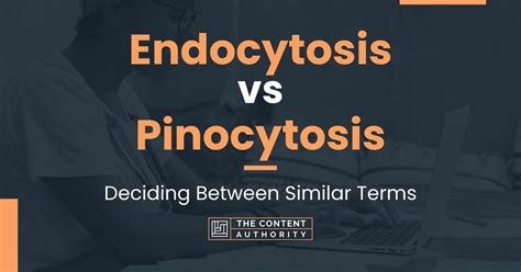 Endocytosis Vs Pinocytosis Deciding Between Similar Terms