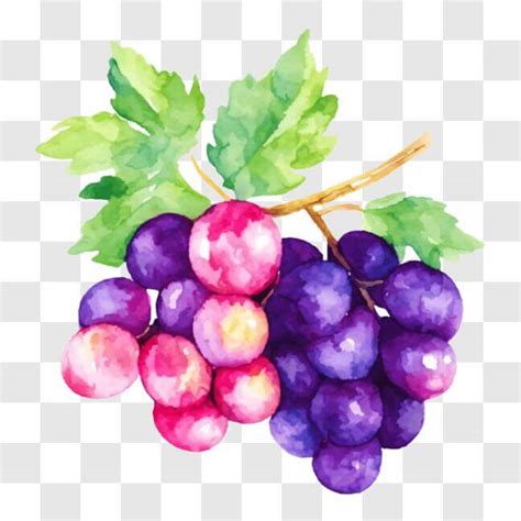 Descarga Pintura Acuarela De Uvas Moradas Y Rosadas Con Hojas Verdes