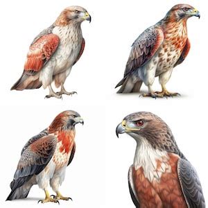 Red-tailed Hawk Clipart, Red-tailed Hawk Set of 8 Printable Art PNG ...