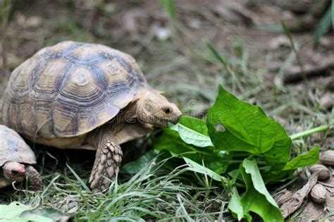 African Sulcata Tortoise Natural Habitat, Africa Spurred Tortoise Stock ...