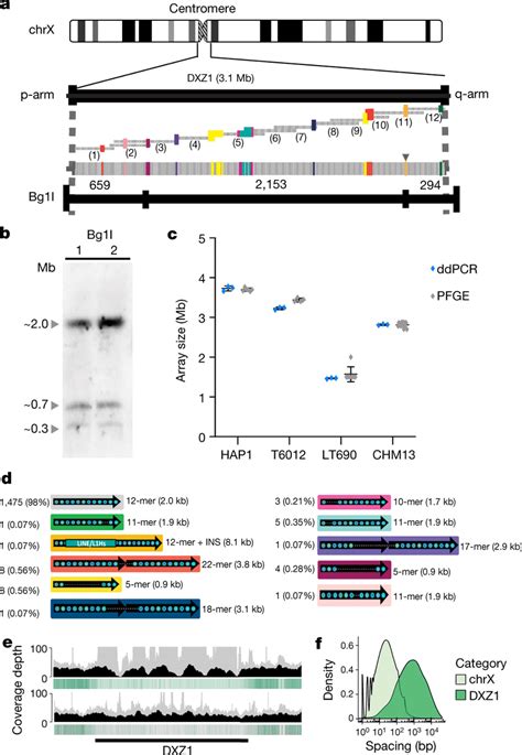 Validated Structure Of The 3 1 MB CHM13 X Centromere Array A Top The