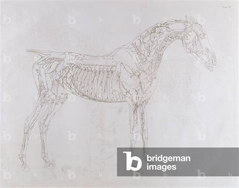 Image Of Illustration From The Anatomy Of The Horse Including A