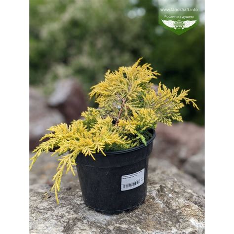 Ienupăr auriu Gold Star de 30 cm la ghiveci Plantland ro