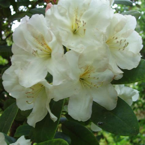 Rhododendron High Summer - Buy High Summer Rhododendrons Online