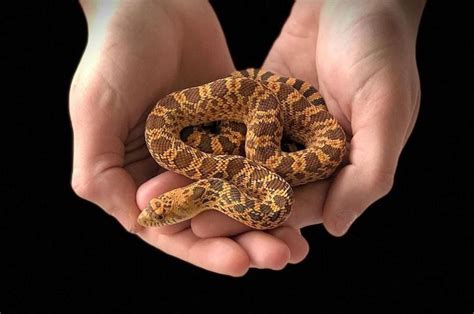 Gorgeous Baby Male Kingsville Red Bull Snake Available At Reptile