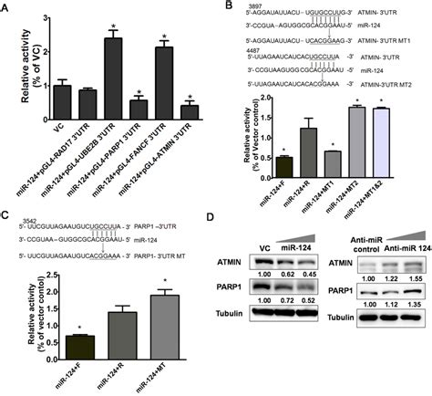 ATMIN And PARP1 MRNAs Are Targets Of MiR 124 A Relative Luciferase