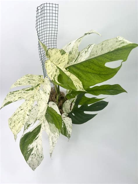 Mastering Care For Epipremnum Pinnatum Marble Variegated