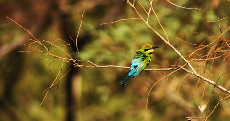 Travel Photo of the Day: Australian Birds | PhotoFly Travel Club