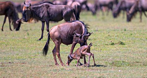 Mejores Circuitos Y Viajes D As En Parque Nacional Del Ngorongoro