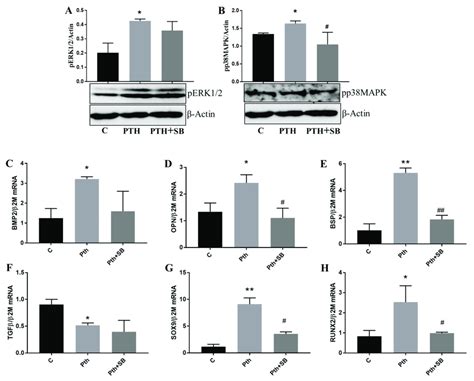 Pth Activates Mapk Signaling Pathways And Induces Gene Expression Of