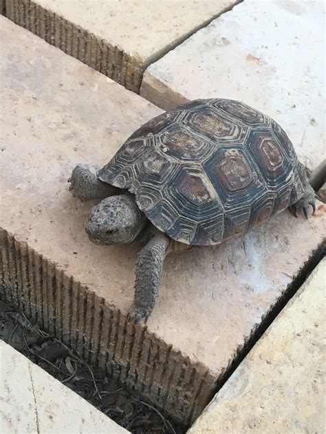 This baby desert tortoise : r/aww