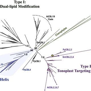 Maximum Likelihood Ml Phylogenetic Tree Derived From Multiple