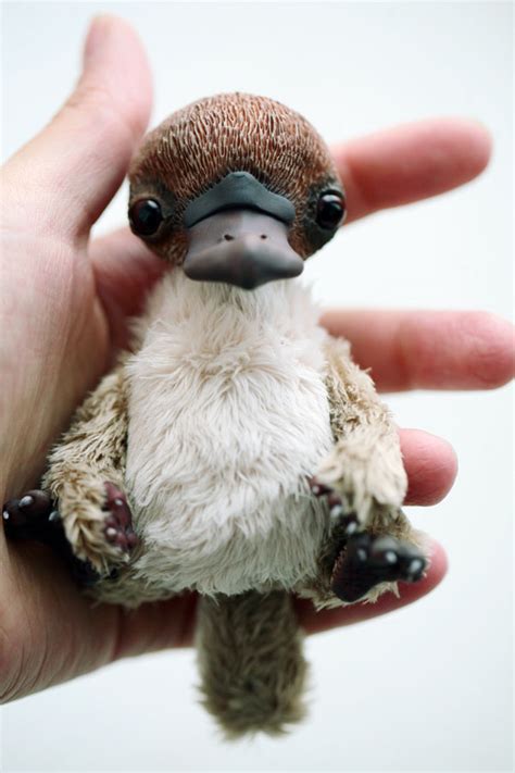 baby platypus by da-bu-di-bu-da on DeviantArt