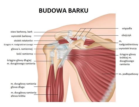 Staw Barkowy I Jego Budowa Z Czego Sk Ada Si Bark