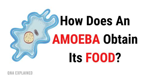 Amoebas Move And Feed By Using Their