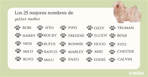 Nombres de perros hembras japoneses y su significado ...