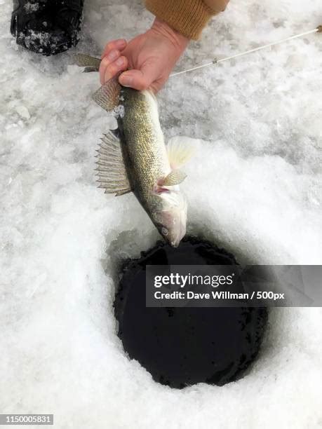 34 Walleye Ice Fishing Stock Photos, High-Res Pictures, and Images - Getty Images