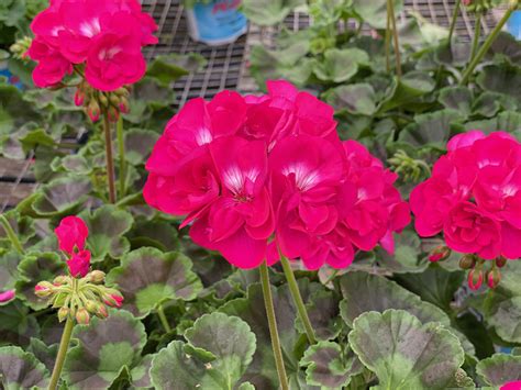 Geranium Calliope Med Hot Rose Milaegers