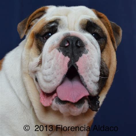 English Bulldog