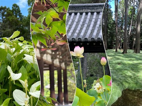 あなたと奈良いい古都 🪷 唐招提寺 2023｜🍀greensnap（グリーンスナップ）