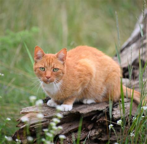 Berliner Katzenschutzverordnung Tritt Am Juni In Kraft Welt