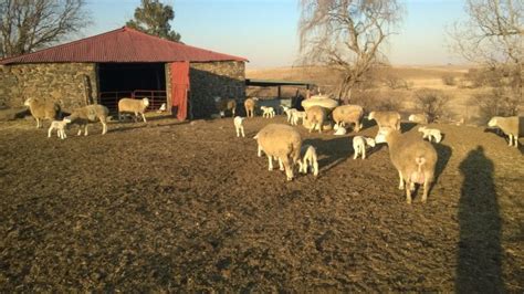 Intensiewe Skaapboerdery Vir Beginners Basiese Beginsels Agriorbit