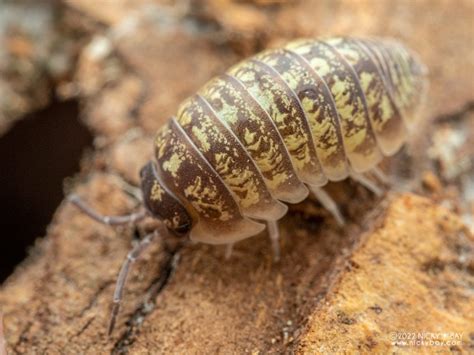 Armadillidium Isopod Site